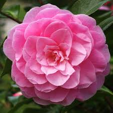 Find Cornish Plants For Every Garden Plant A Zduchy Of Cornwall Nursery Beautiful Pink Flowers Plants Camellia Plant