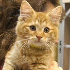 Adopted Will Is A 3 Month Old Male Domestic Medium Hair Orange Tabby Will Is Surely Going To Melt The Hearts Of All The Littl Lucky Dogs Orange Tabby Tabby