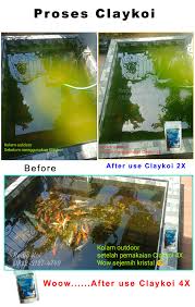0822 3127 4749 Tsel Bahan Alami Penjernih Air Kolam Ikan Claykoi Labuhanbatu Selatan Di 2020 Kolam Ikan Kolam Hijau