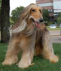 Afghan Hound 17 Afghan Hound Afghan Hound Puppy Hound Dog Breeds