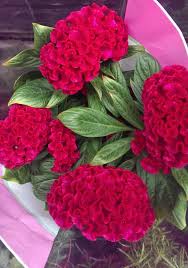 Pin On Petals And Blooms