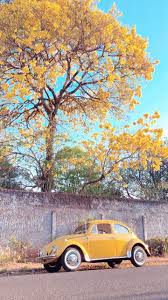 Vw Fusca Amarelo Com Ipe Amarelo Ao Fundo Vw Fusca Amarelo Fusca Amarelo In 2020 Aesthetic Wallpapers Yellow Aesthetic Pastel Yellow Aesthetic