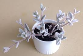 Kalanchoe Eriophylla Snow White Panda