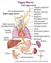 1 This Pin Was Chosen Because It Is A Simplistic Explanation Of The Holistic Effects Of An Over Activated Vagus Nervous System In 2020 Vagus Nerve Nerve Anatomy Nerve