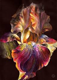 Bloem Op Een Zwarte Achtergrond Mooie Bloem Heldere Bloem Schilderij Tekening Geschilderde Bloemen Bloem Schilderij Canvaskunst