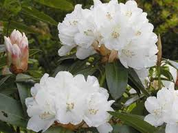 Fraser South Rhododendron Society Fraser South Rhododendron Society White Flowers Rhododendron Flowers