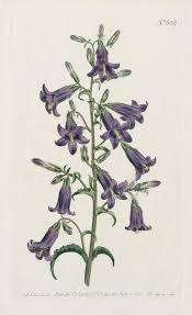 Campanula Sibirica Siberian Bell Flower From Curtis Flower Prints Daylily Blue Iris Spring Crocus Pa In 2020 Day Lilies Vintage Botanical Prints Botanical Prints