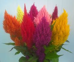 Growing Info For Celosia Planten Tuin Outdoor Living