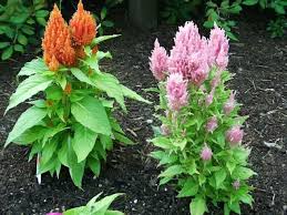 Celosias How To Grow And Care For Cockscomb Celosia Plants Garden Helper Gardening Questions And Answers Celosia Plant Garden Helpers Plants