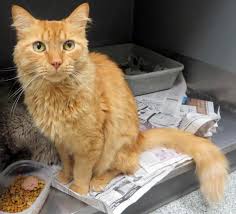 Adopt Charlie On Petfinder Orange Cat Adoption Cats