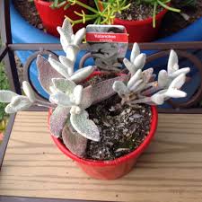 Kalanchoe Eriophylla Snow White Panda Suculentas Plantas Jardineria