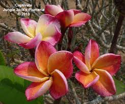 Pin By Christelle Vermaak On Jj Original Collection Plumeria Hawiian Flowers Frangipani