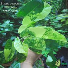 Philodendron Burle Marx Variegated In 2020 Philodendron Rare Plants Plant Leaves