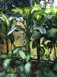 Really Large Dieffenbachia