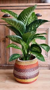 Dumb Cane Dieffenbachia Tropic Snow 80cm Happyhouseplants In 2020 Snow Plant Plants House Plants