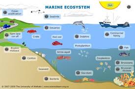 Marine Ecosystem Marine Ecosystem Ocean Ecosystem Ecosystems