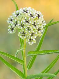 Antelope Horn Milkweed Asclepias Asperula Photo Bruce Leander Lady Bird Johnson Wildflower Center Wild Flowers Amazing Flowers