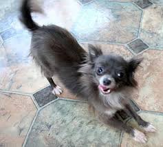 Long Coat Blue Chihuahua Pup Img 0100 Jpg Blue Chihuahua Beautiful Dogs Chihuahua Dogs