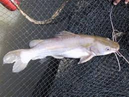 Ikan Baung Jom Mancing