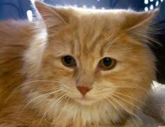 Adopt Creamsicle On Petfinder Orange And White Cat Cute Animals Cats