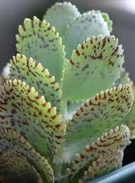 Rare Kalanchoe Marmorata Penwiper Plant Spotted Kalanchoe Kalanchoe Grandiflora Kalanchoe Macrantha By In 2020 Succulents Succulent Gardening Cacti And Succulents