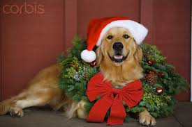 Pin By Treasa Pe On Furry Friends Christmas Animals Christmas Dog Pet Holiday