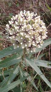 Antelope Horns Milkweed Asclepias Asperula Antelope Horns Are A Clump Forming 1 2 Ft Perennial With An Upright Sp Milkweed Seeds Asclepias Antelope Horns