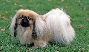 10 Popular Small Long Haired Dog Breeds4 Pekingese Dogs Pekingese Puppies Long Haired Dog Breeds