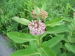 Common Milkweed Asclepias Syriaca Critical Monarch Butterfly Host Plant In Ditch This Milkweed Is Finally Starting To Col Plants Asclepias Butterfly Garden