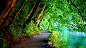 Hd Wallpaper For Pc 4k Nature Gallery 4k In 2020 Green Nature Wallpaper Nature Desktop Wallpaper Hd Nature Wallpapers