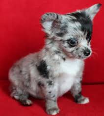 Long Hair Merle Chihuahua Cute Baby Animals Cute Dogs Merle Chihuahua
