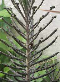 Kalanchoe Bryophyllum Mother Of Millions Succulent House Plant 6cm Plant Plants House Plants Indoor Succulents