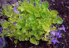 Campanula Garganica Dickson S Gold Adriatic Bellflower Perennials Plants Campanula
