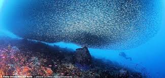 Banc De Poissons Definition