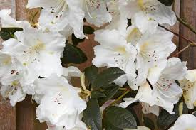 Rhododendron Fragrantissimum Fragrant Plant White Flowering Shrubs Plants
