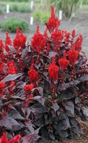 Chinatown Celosia Black Garden Midnight Garden Flowers