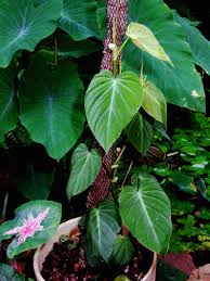 Philodendron Hederaceum Philodendron Hederaceum Jacq Schott Philodendron Scandens 1853 Philodendron Micans 1 Philodendron Scandens Philodendron Plants