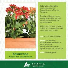 Kalanchoe A Flor Da Fortuna Veja Como Cuidar Blog Jardinices Dicas De Jardinagem Ideias De Jardinagem Flor Da Fortuna