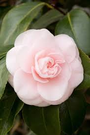 Camellia Japonica Incarnata Aka Lady Hume S Blush Imported From China To U K In 1806 Flower Aesthetic Camellia Flower Pretty Flowers