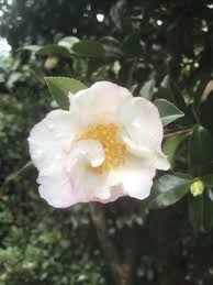 First Camellia Flower Of The Season Sydney Australia Plenty Of Buds So More To Come Gardening Garden Diy Camellia Flower Flowers Lost Gardens Of Heligan