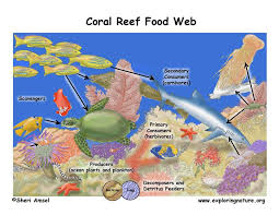 Coral Reef Food Web Exploring Nature Educational Resource Coral Reef Food Web Coral Reef Ecosystem Food Web