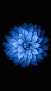 Iphone 6s Blue Flower Hd Wallpaper 19re Featpix Flower Iphone Wallpaper Blue Flower Wallpaper Huawei Wallpapers