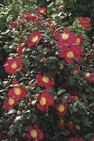 Camellia Yuletide Yuletide Camellia Yuletide Trees To Plant