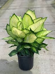 Dieffenbachia Tropic Marianne 10 Pot Etsy In 2020 Plant Goals Pretty Plants Fertilizer For Plants
