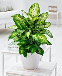 Dieffenbachia Compacta Compact Dieffenbachia Jardinerie Arbres Et Arbustes Plante Verte