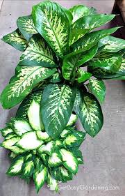How To Care For Dieffenbachia Dumb Cane Plants Houseplants House Plant Care