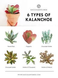 Popular Types Of Kalanchoe Use Code Loveplants For 10 Off All Orders Kalanchoe Succulents Succulentsbox Types Of Succulents Succulents Planting Succulents
