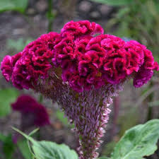 Cockscomb Seeds Celosia Argentea Var Cristata In 2020 Celosia Flower Plants Flowers