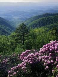 Blue Ridge Mountains Catawba Rhododendron Blue Ridge Parkway Virginia Usa Photographic Print By Charles Gurche Ite Naturaleza Fotografia Bosque Encantado