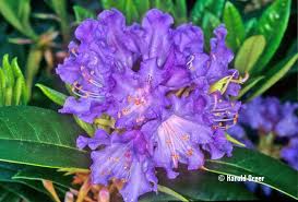 True Blue Rhododendron True Blue Plants